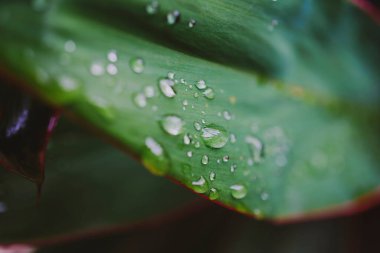 Yağmurdan sonra yeşil yapraklara düşen su görüntüsü