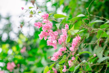 Antigonon leptopot çiçeği küçük pembe bir buket