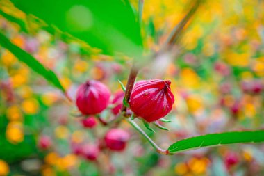 Bahçedeki Roselle meyvesi, arka plandaki Roselle meyvesi, bahçedeki ağaçtaki Roselle meyvesi. Fotoğrafı kapat