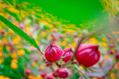 Bahçedeki Roselle meyvesi, arka plandaki Roselle meyvesi, bahçedeki ağaçtaki Roselle meyvesi. Fotoğrafı kapat