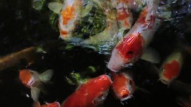 Renkli sazan balığı, koi balığı