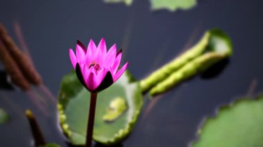 Güzel nilüfer çiçeği (beyaz arkaplanda izole edilmiş tek nilüfer çiçeği))