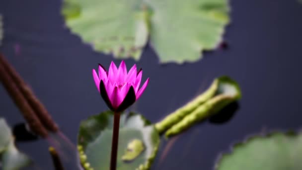 Прекрасний Лотос Одинарна Квітка Лотоса Ізольована Білому Тлі — стокове відео