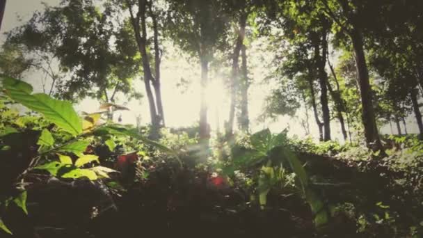 用鱼眼镜头和太阳光射中森林 — 图库视频影像