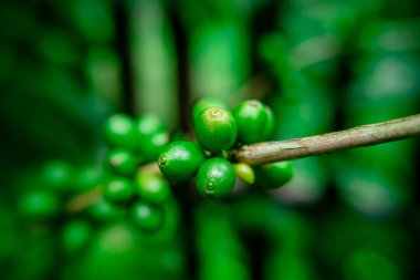 Kuzey Tayland 'da yeşil geçmişi olan kahve kirazları.
