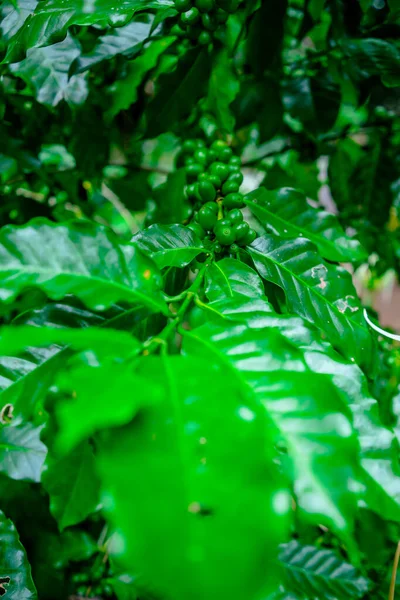 Coffee Cherries Branch Green Background North Thailand — Stock Photo, Image