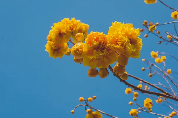 Sarı Cochlospermum Bölge Çiçekleri Güneşli Bir Günde Mavi Gökyüzüne Karşı — Stok fotoğraf