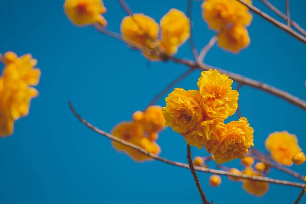 Sarı Cochlospermum Bölge Çiçekleri Güneşli Bir Günde Mavi Gökyüzüne Karşı — Stok fotoğraf