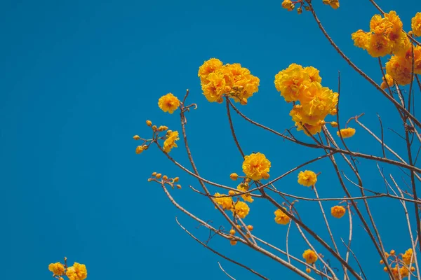 Sarı Cochlospermum Bölge Çiçekleri Güneşli Bir Günde Mavi Gökyüzüne Karşı — Stok fotoğraf