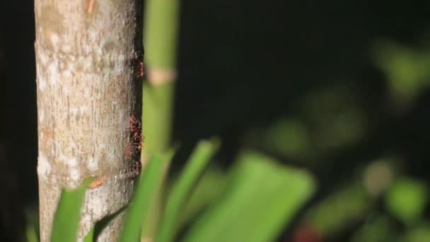 Πυρκαγιά Μυρμήγκι Υποκατάστημα Στη Φύση Πράσινο Φόντο Κύκλος Ζωής — Αρχείο Βίντεο