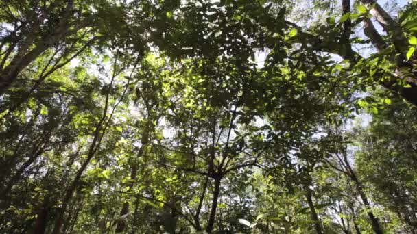 白色天空背景 绿色抽象 — 图库视频影像