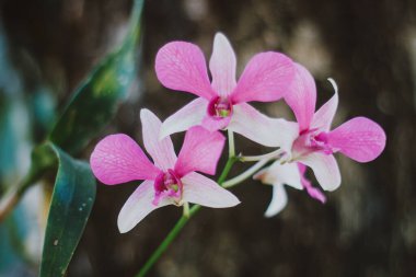 İzole edilmiş güzel orkide çiçekleri veya mor renkli grup veya yeşil doğal arka planlı açık pembe