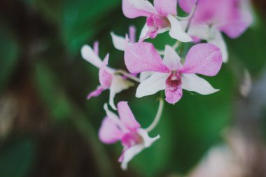 İzole edilmiş güzel orkide çiçekleri veya mor renkli grup veya yeşil doğal arka planlı açık pembe