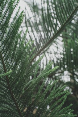 Noel ağacı arkaplanı. Dalları sığ bir alan derinliğiyle çekilmiş.