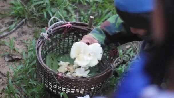 Búsqueda Setas Bosque Picador Champiñones Anciano Pone Hongo Blanco Canasta — Vídeos de Stock