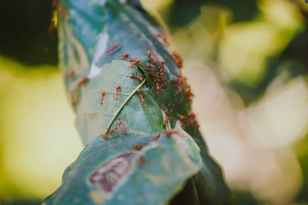 Close up inside ant\'s nest, giant red ants protect ant eggs and ant pupae on nest made from green leaf with blurred background