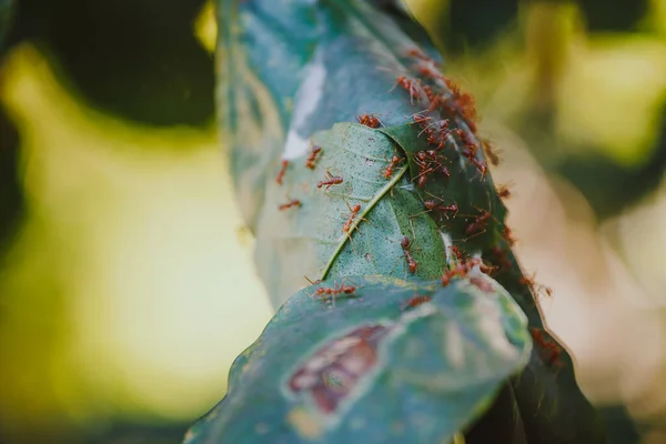 アリの巣の中に閉じ込められた巨大な赤いアリは 背景がぼやけている緑の葉で作られた巣のアリの卵とアリの子犬を保護します — ストック写真