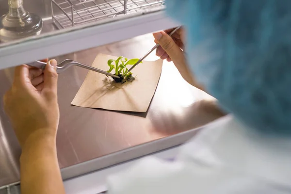 Das Schneiden Des Pflanzenteils Kleine Stücke Ist Ein Schritt Der — Stockfoto
