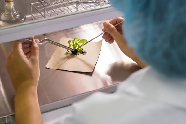 Das Schneiden Des Pflanzenteils Kleine Stücke Ist Ein Schritt Der — Stockfoto