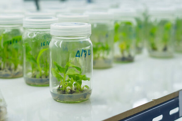 Researchers are examining aquatic plants in a tissue culture room. To be sold in the market.Plant tissue culture is a techniques used to grow plant cells under sterile conditions