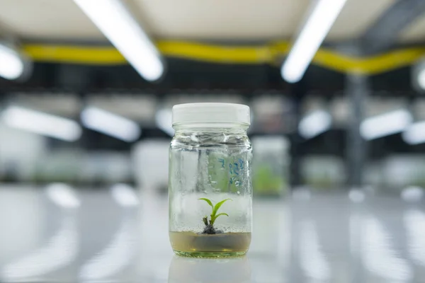 Researchers are examining aquatic plants in a tissue culture room. To be sold in the market.Plant tissue culture is a techniques used to grow plant cells under sterile conditions