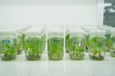 Araştırmacılar doku kültür odasındaki su bitkilerini inceliyorlar. Bitki dokusu kültürü steril koşullar altında bitki hücreleri yetiştirmek için kullanılan bir tekniktir.