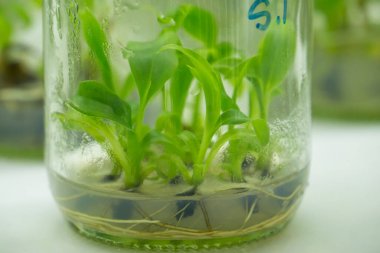Araştırmacılar doku kültür odasındaki su bitkilerini inceliyorlar. Bitki dokusu kültürü steril koşullar altında bitki hücreleri yetiştirmek için kullanılan bir tekniktir.