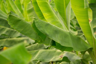 Tropik muz yaprağı dokusu, büyük palmiye yaprakları doğal koyu yeşil arkaplan.