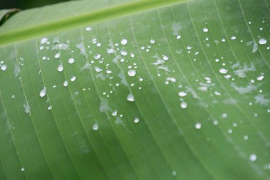 Tropik muz yaprağı dokusu, büyük palmiye yaprakları doğal koyu yeşil arkaplan.