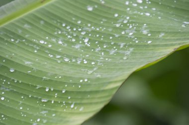 Tropik muz yaprağı dokusu, büyük palmiye yaprakları doğal koyu yeşil arkaplan.
