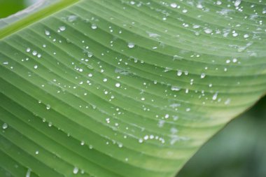 Tropik muz yaprağı dokusu, büyük palmiye yaprakları doğal koyu yeşil arkaplan.