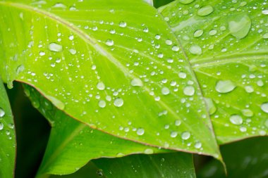 Tropik muz yaprağı dokusu, büyük palmiye yaprakları doğal koyu yeşil arkaplan.