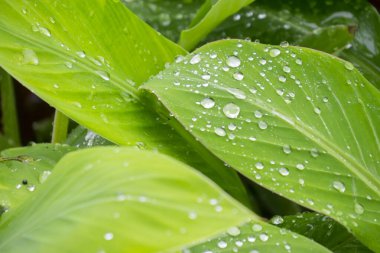 Tropik muz yaprağı dokusu, büyük palmiye yaprakları doğal koyu yeşil arkaplan.