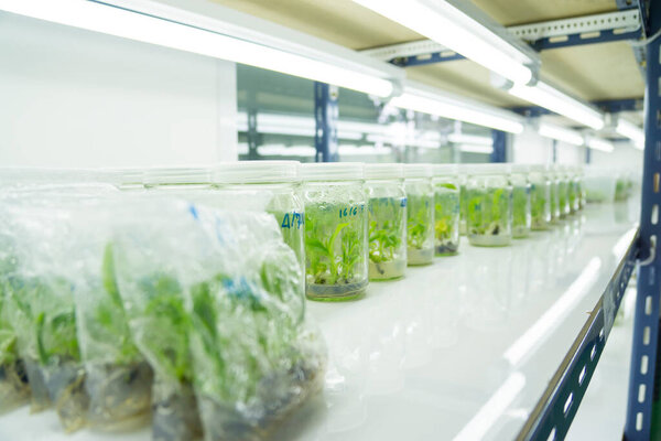 Researchers are examining aquatic plants in a tissue culture room. To be sold in the market.Plant tissue culture is a techniques used to grow plant cells under sterile conditions