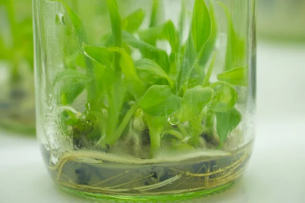 Researchers are examining aquatic plants in a tissue culture room. To be sold in the market.Plant tissue culture is a techniques used to grow plant cells under sterile conditions