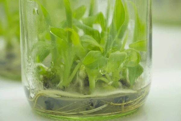 Researchers are examining aquatic plants in a tissue culture room. To be sold in the market.Plant tissue culture is a techniques used to grow plant cells under sterile conditions