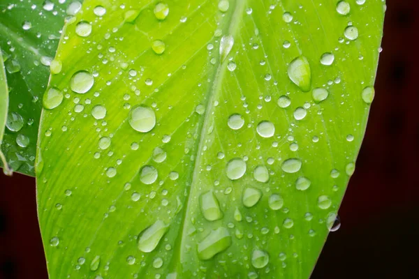 Текстура Тропического Бананового Листа Большая Пальмовая Листва Естественный Темно Зеленый — стоковое фото