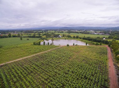 Tak Eyaleti, Tayland 'da bulunan bir muz tarlasının havadan görüntüsü