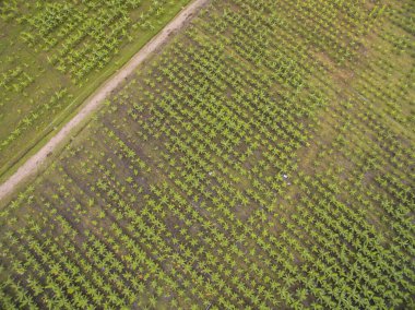 Tak Eyaleti, Tayland 'da bulunan bir muz tarlasının havadan görüntüsü