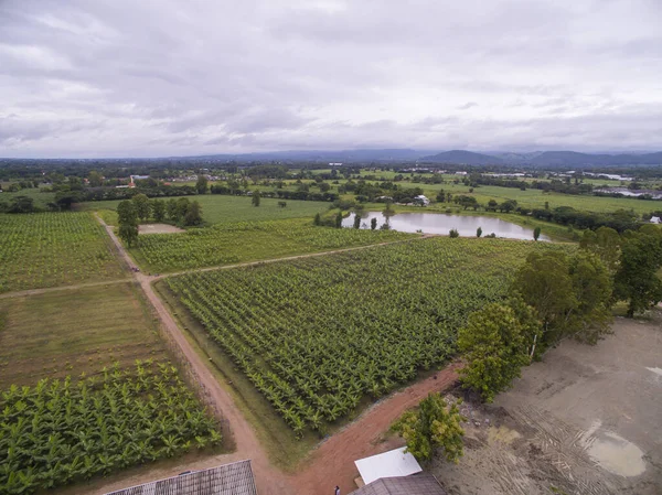 Vista Aérea Campo Bananeiras Localizado Província Tak Tailândia — Fotografia de Stock