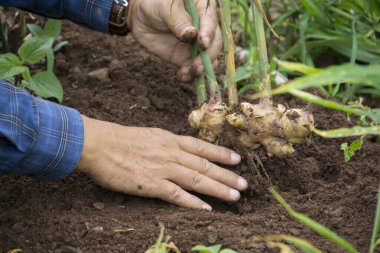 Zencefil kökleri veya Zingiber Resmi Rizoma organik tarladan elde edilmiştir.