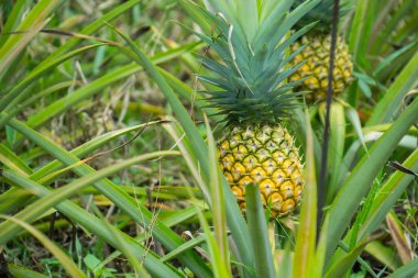 Bahçedeki ananas meyvesi, tropikal bir meyve.