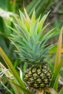 Bahçedeki ananas meyvesi, tropikal bir meyve.