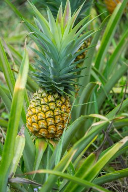 Bahçedeki ananas meyvesi, tropikal bir meyve.