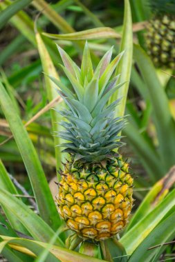 Bahçedeki ananas meyvesi, tropikal bir meyve.