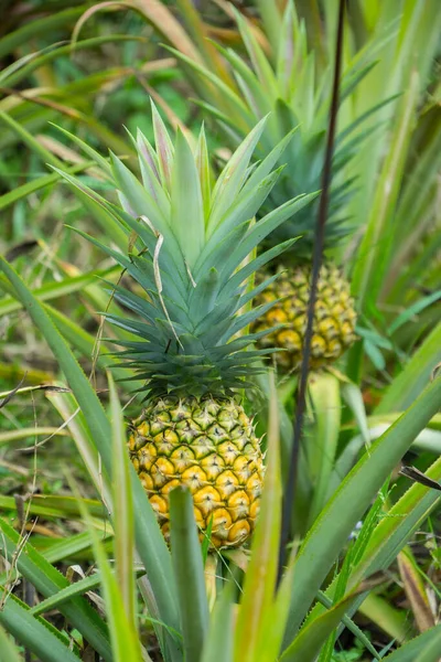 Bahçedeki ananas meyvesi, tropikal bir meyve.