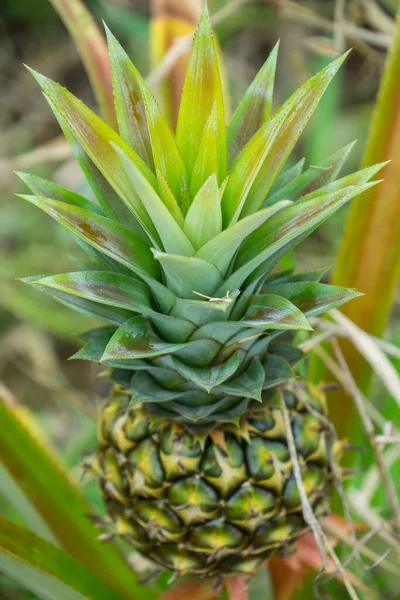 Deze Foto Toont Ananasvrucht Tuin Het Een Tropisch Fruit — Stockfoto