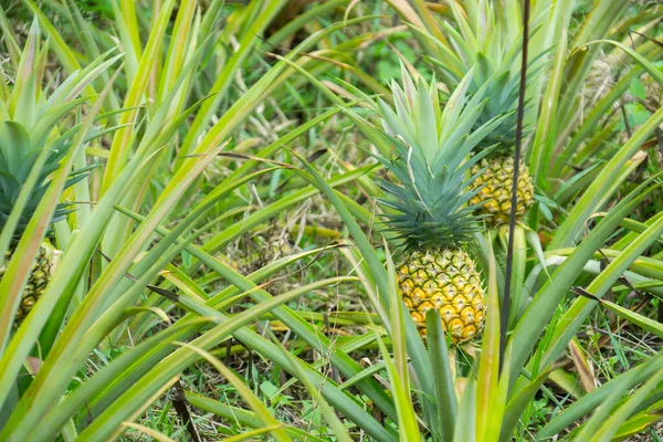 Deze Foto Toont Ananasvrucht Tuin Het Een Tropisch Fruit — Stockfoto