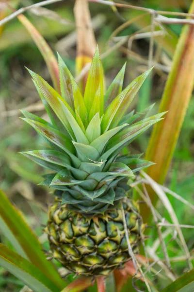 Deze Foto Toont Ananasvrucht Tuin Het Een Tropisch Fruit — Stockfoto