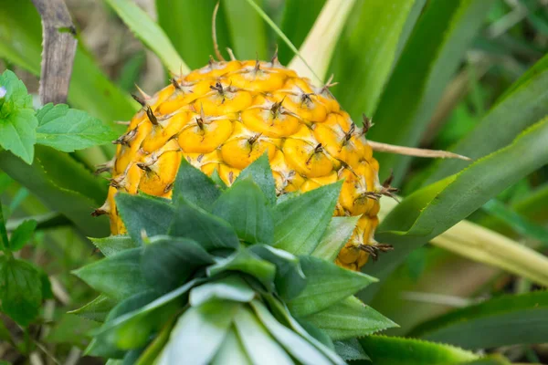 Deze Foto Toont Ananasvrucht Tuin Het Een Tropisch Fruit — Stockfoto